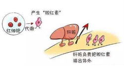上海试管助孕选性别（上海找代怀联系电话）